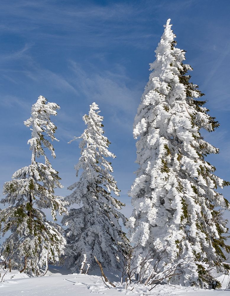 Snow-covered trees at the peak of Mount Lusen Central Germany-Bavaria